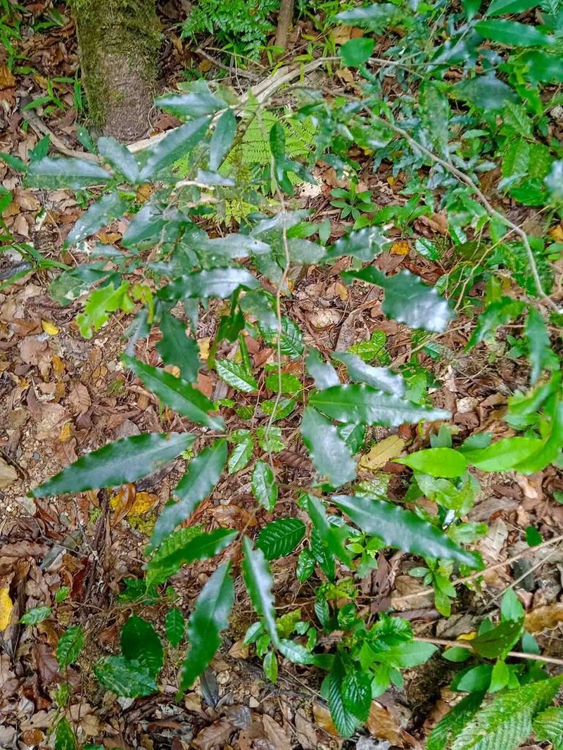 Arthroclianthus angustifolius photo 4