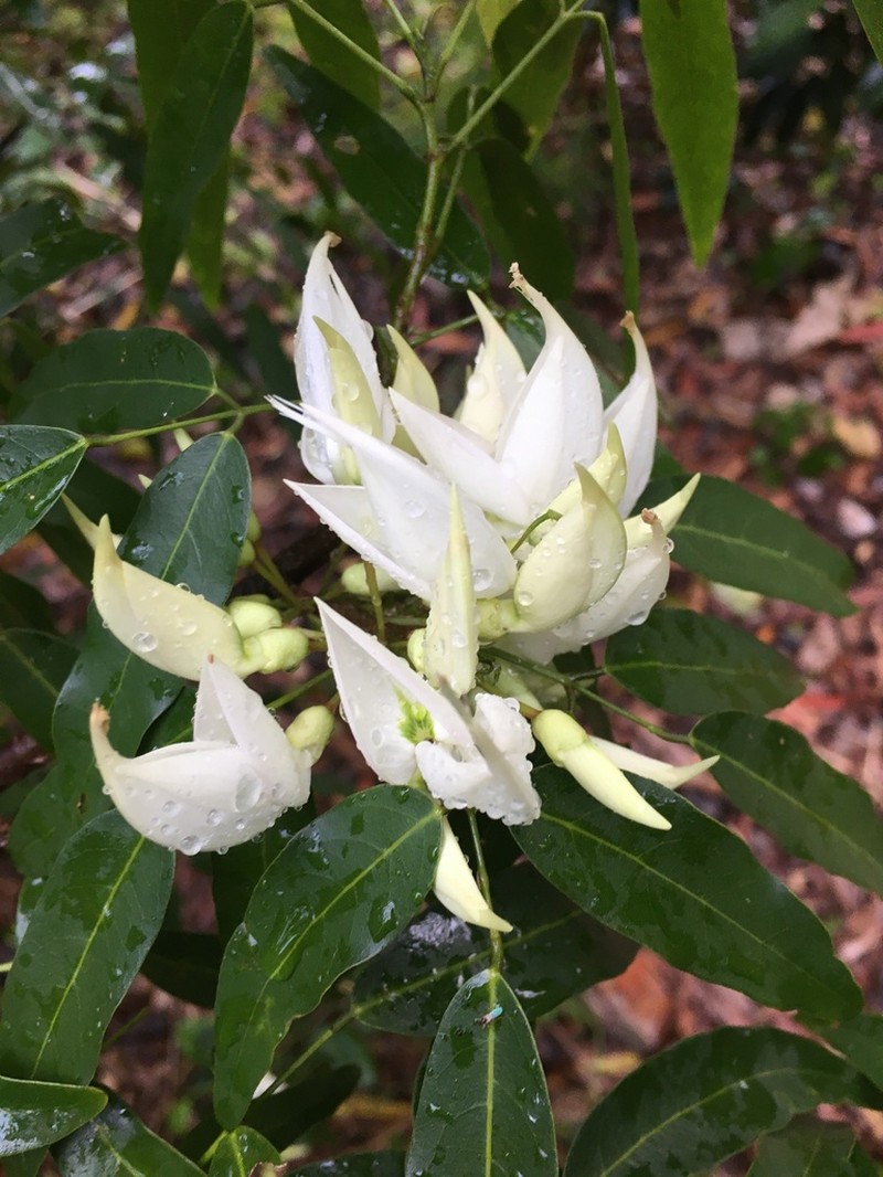 Arthroclianthus angustifolius photo 5