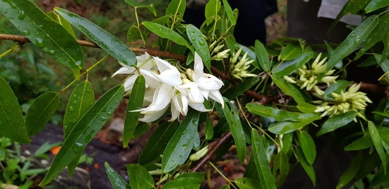 Arthroclianthus angustifolius photo 6