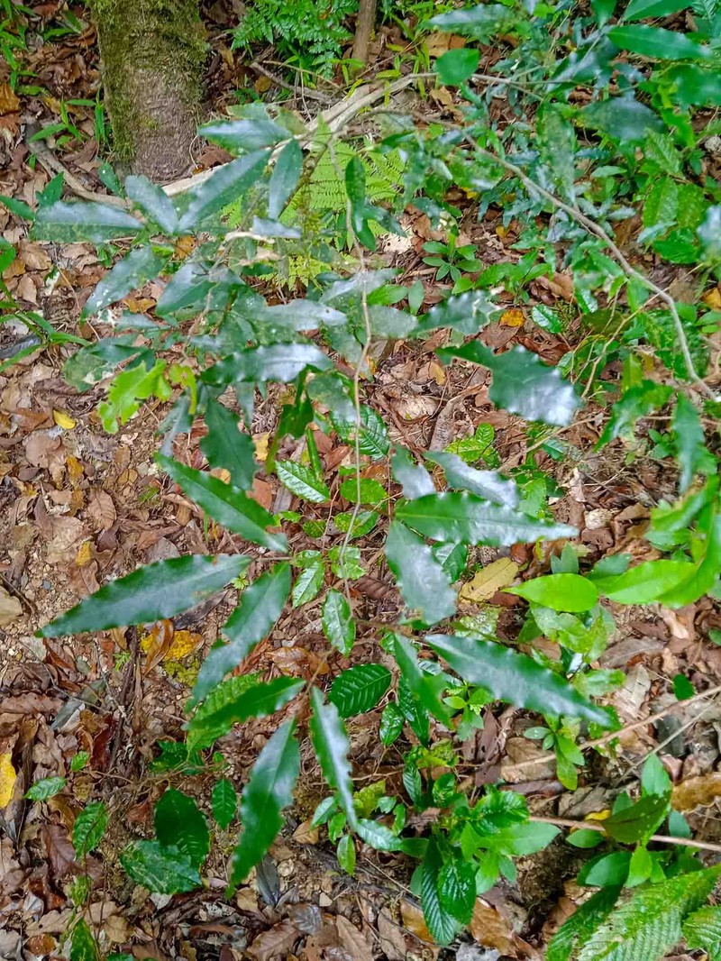 Arthroclianthus angustifolius photo 7