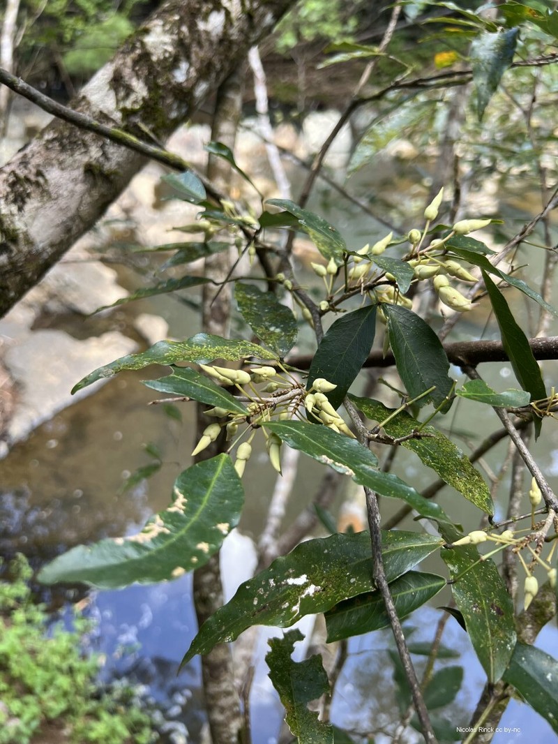 Arthroclianthus angustifolius photo 8