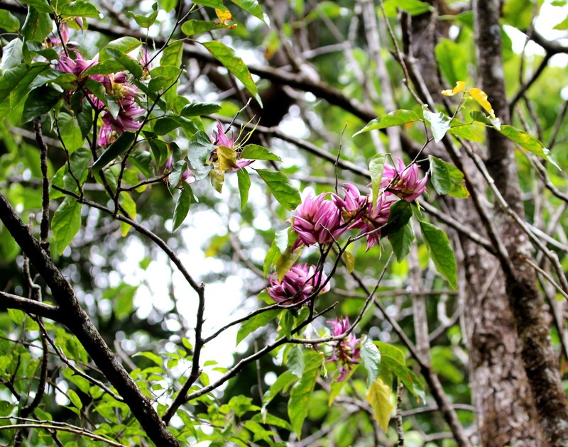 Arthroclianthus balansae