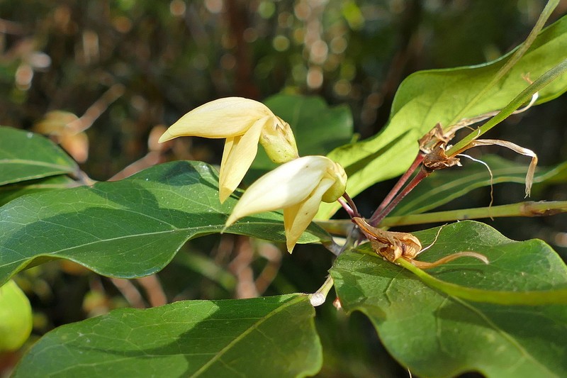 Arthroclianthus cuneatus