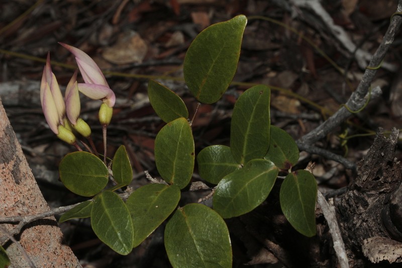 Arthroclianthus deplanchei photo 2