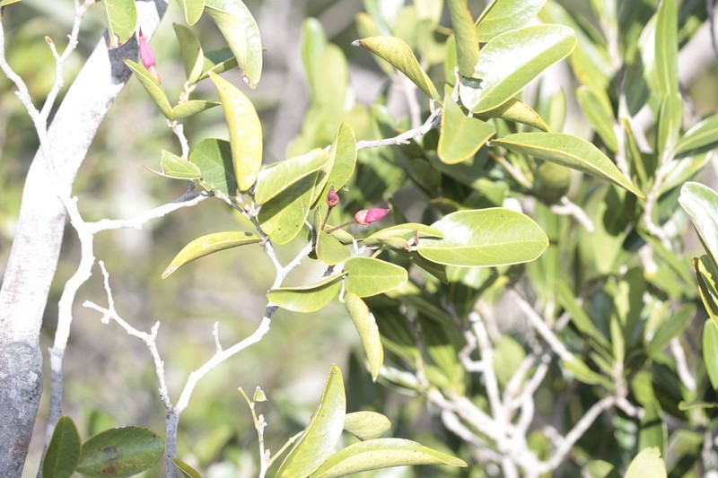 Arthroclianthus deplanchei photo 3