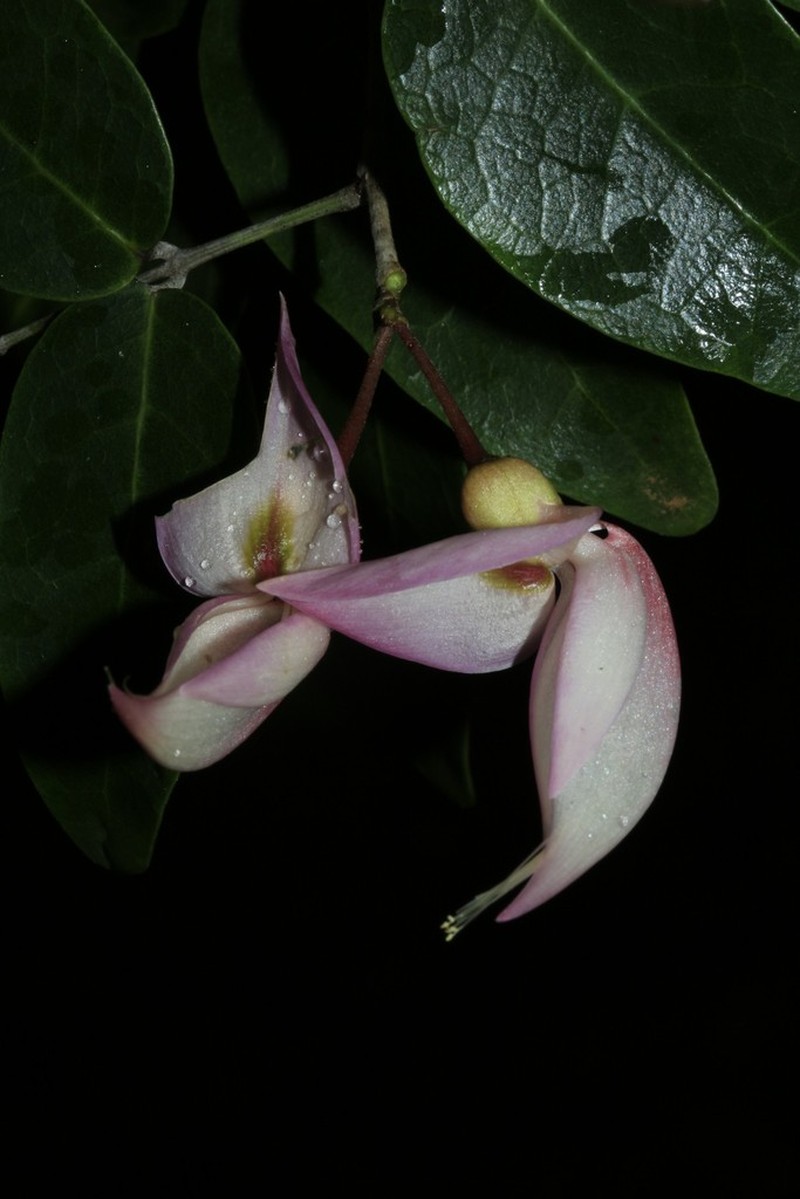 Arthroclianthus deplanchei photo 5