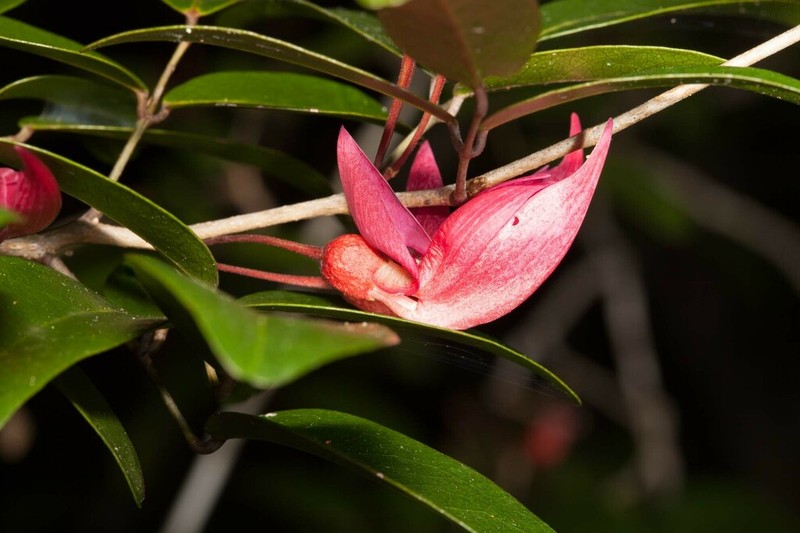 Arthroclianthus deplanchei photo 6