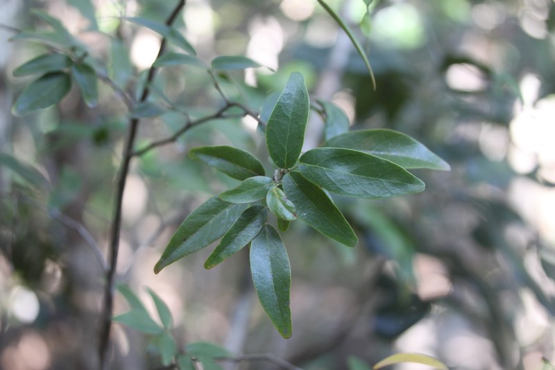 Arthroclianthus deplanchei photo 8