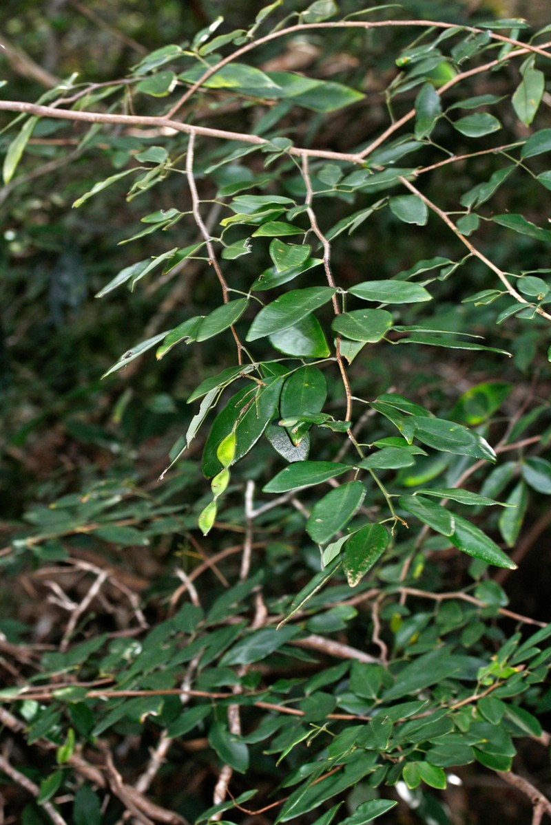 Arthroclianthus macrobotryosus