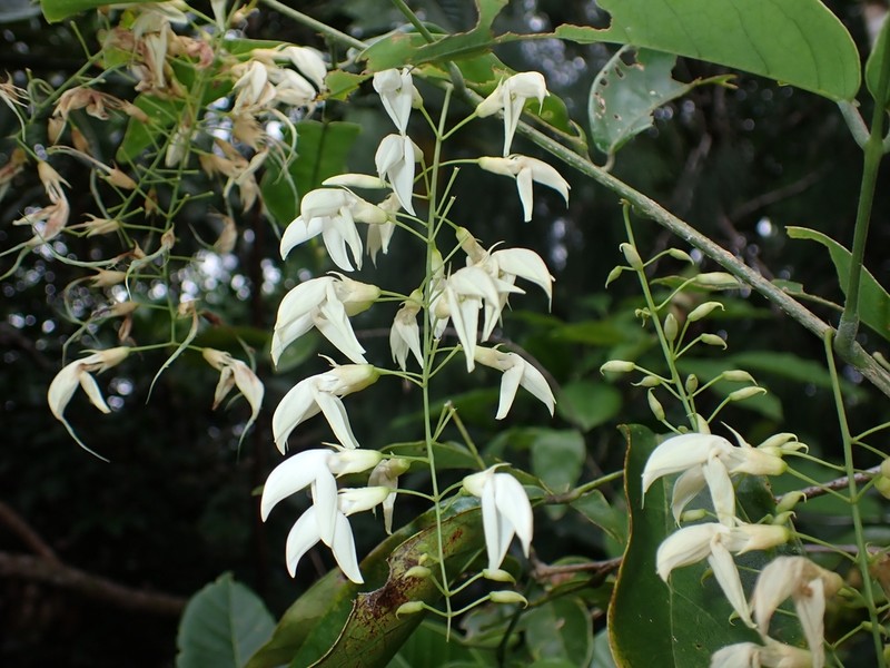 Arthroclianthus macrobotryosus photo 2