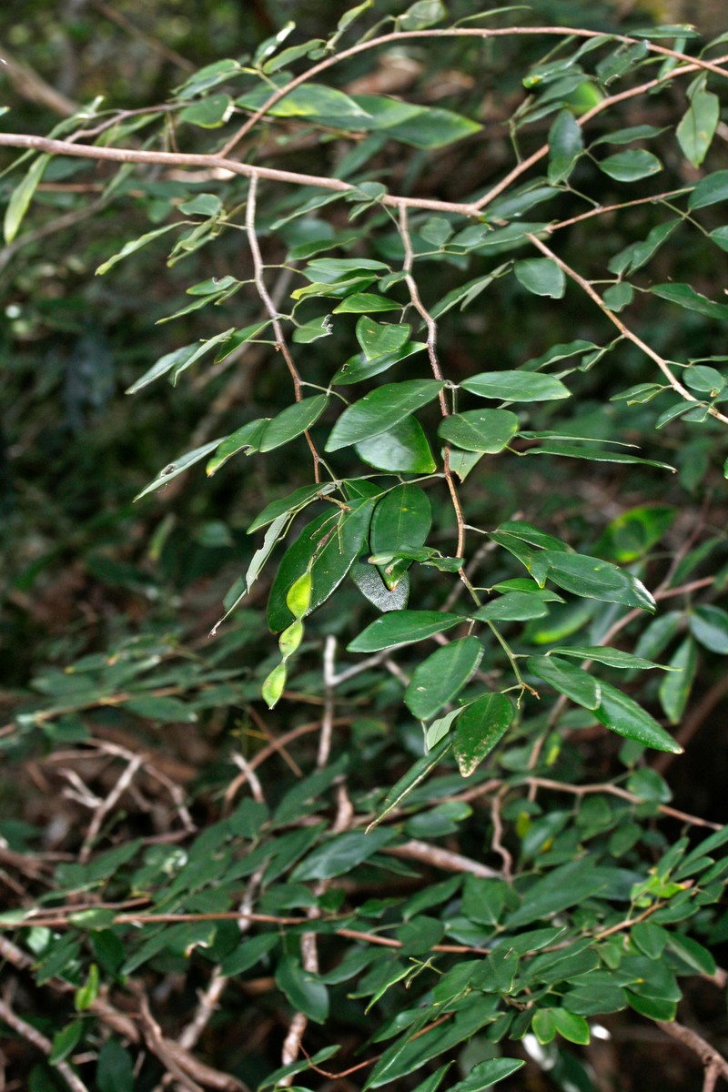 Arthroclianthus macrobotryosus photo 4