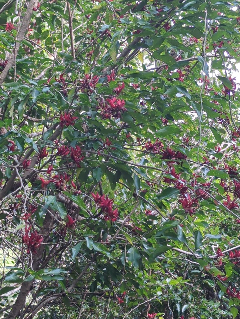 Arthroclianthus microbotrys