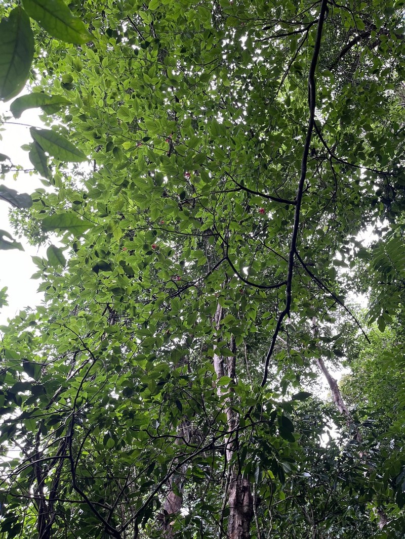Arthroclianthus microbotrys photo 5