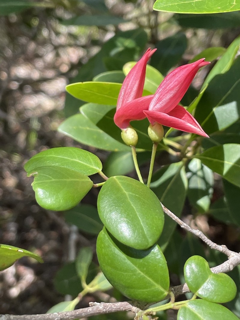 Arthroclianthus sanguineus photo 3