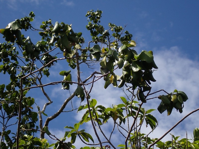 Arthroclianthus sanguineus photo 4