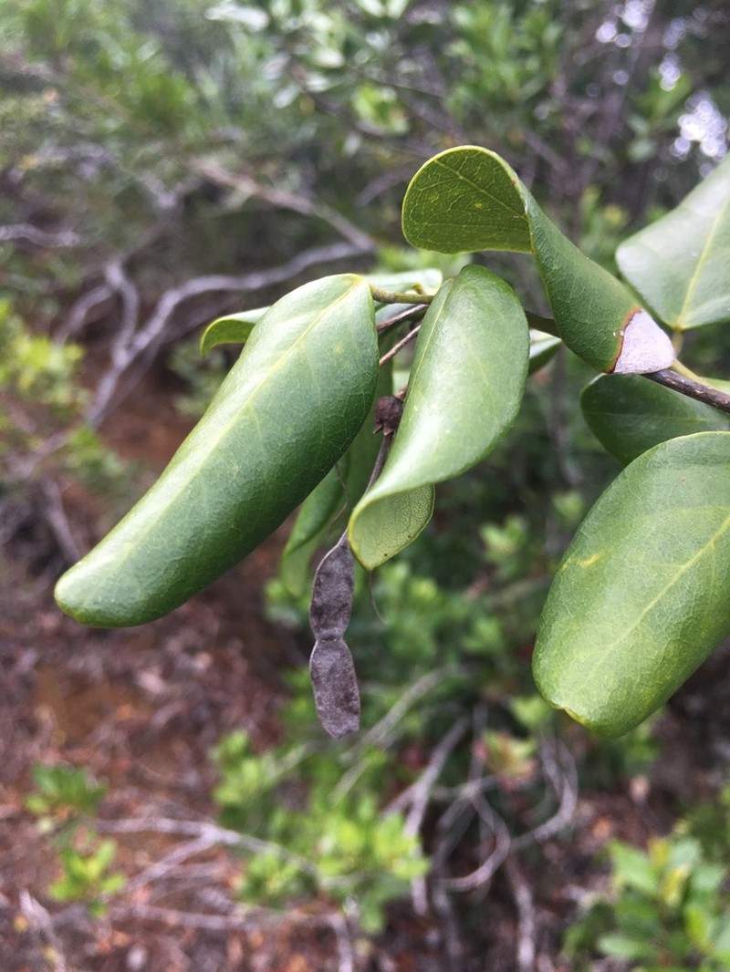 Arthroclianthus sanguineus photo 6