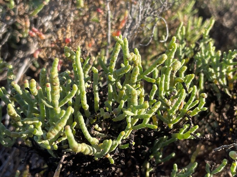 Parish's Glasswort