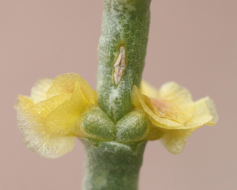 Arthrophytum balchaschense