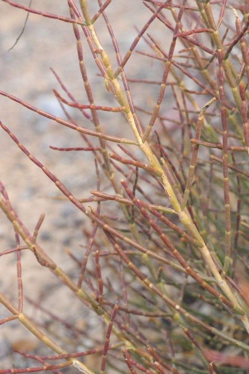 Arthrophytum balchaschense photo 2