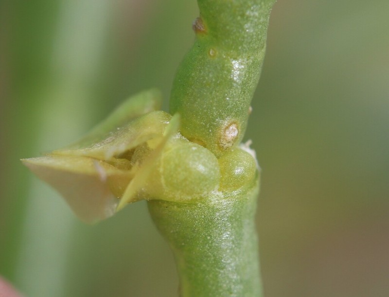 Arthrophytum balchaschense photo 4