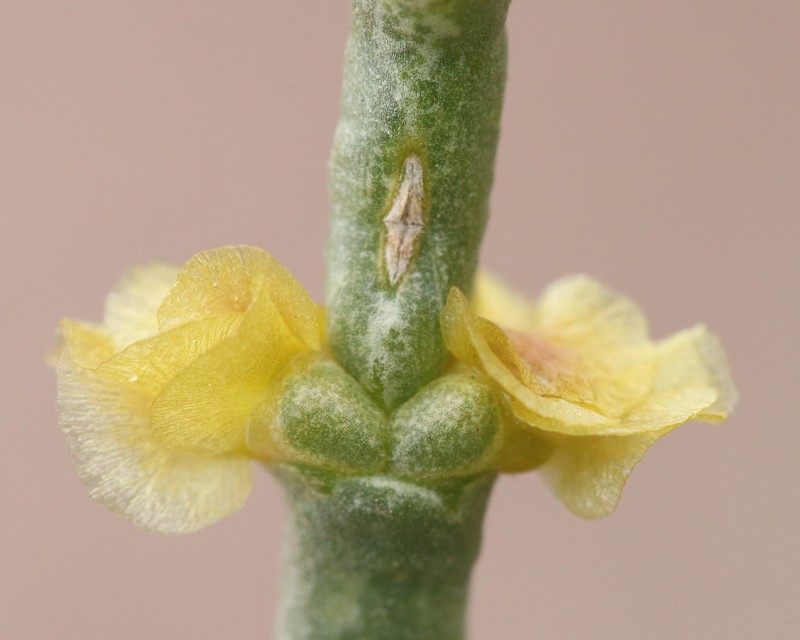 Arthrophytum balchaschense photo 5
