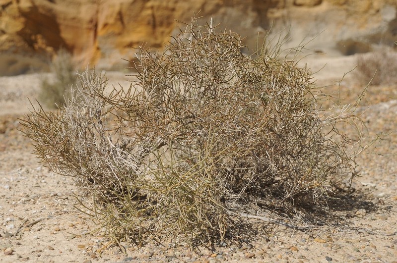 Arthrophytum balchaschense photo 7