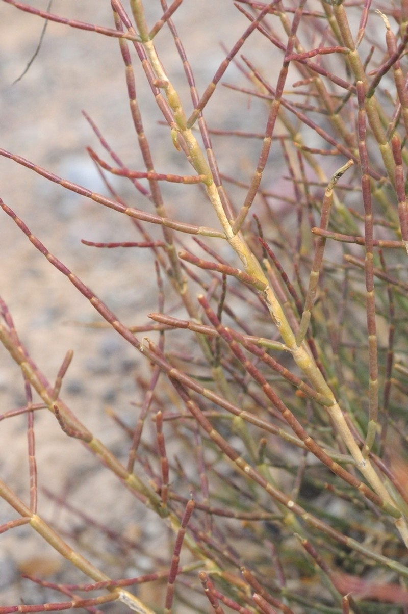 Arthrophytum balchaschense photo 8