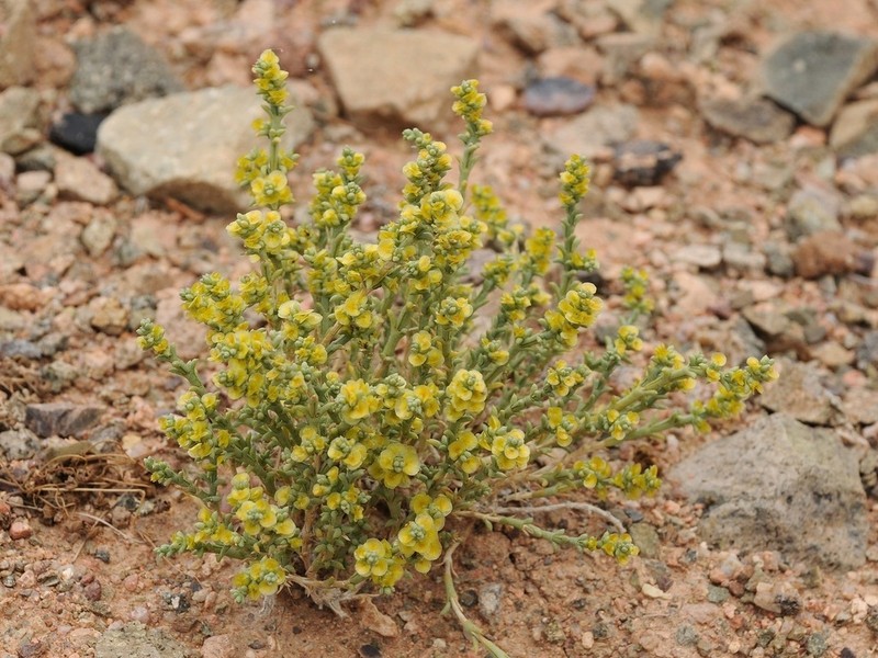 Arthrophytum iliense photo 4