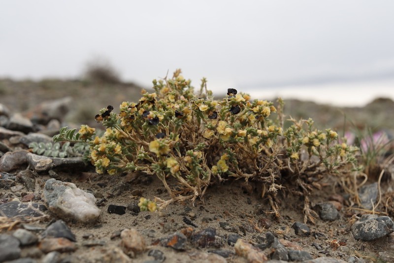 Arthrophytum iliense photo 8