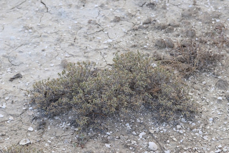 Arthrophytum lehmannianum