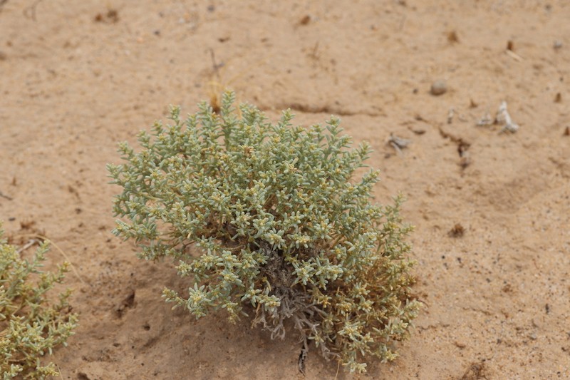 Arthrophytum lehmannianum photo 2