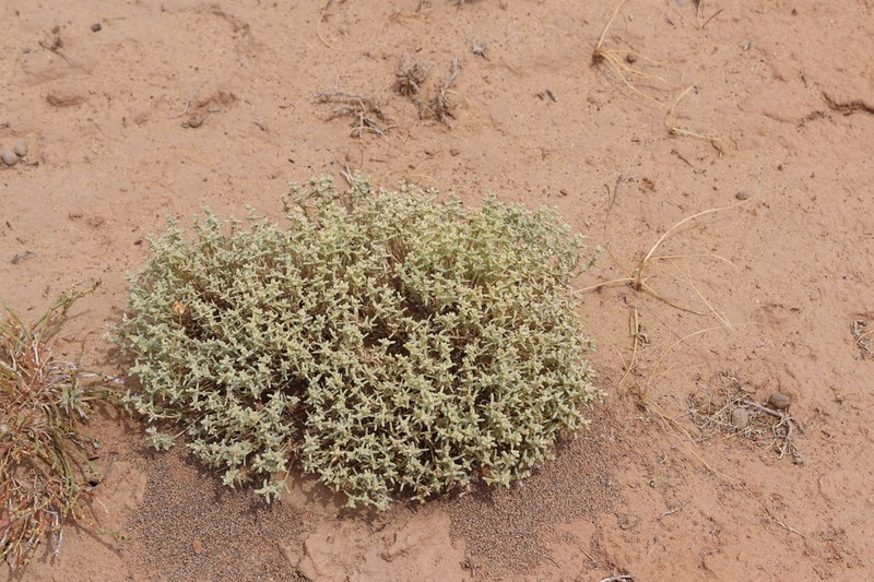 Arthrophytum lehmannianum photo 3