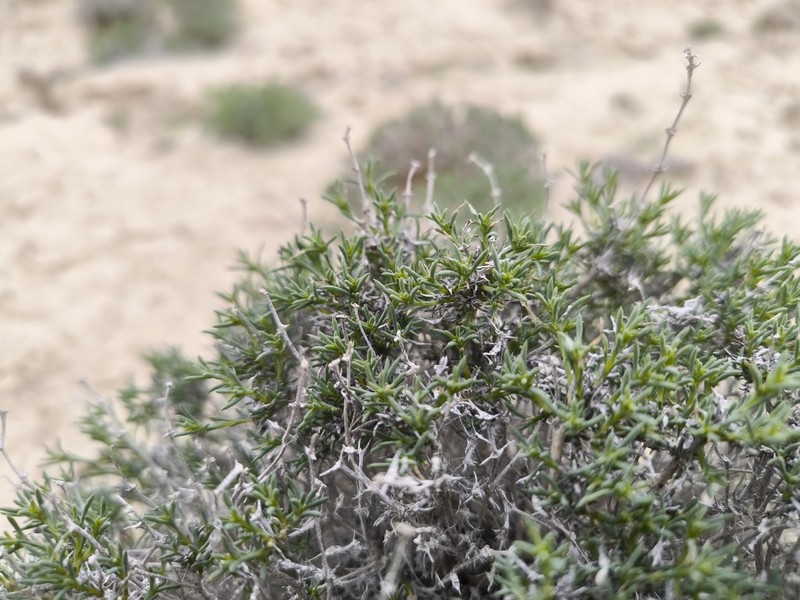Arthrophytum lehmannianum photo 4