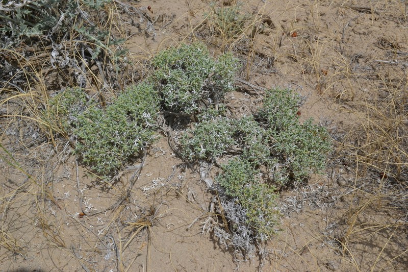 Arthrophytum lehmannianum photo 5