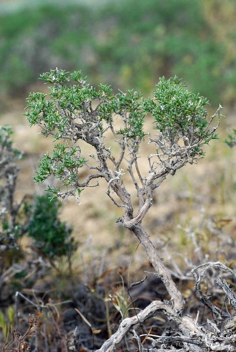 Arthrophytum lehmannianum photo 6