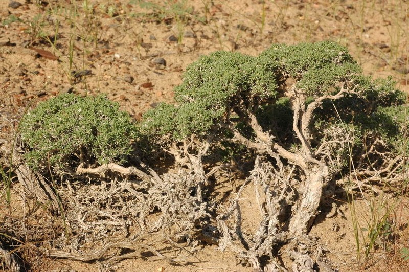 Arthrophytum lehmannianum photo 7