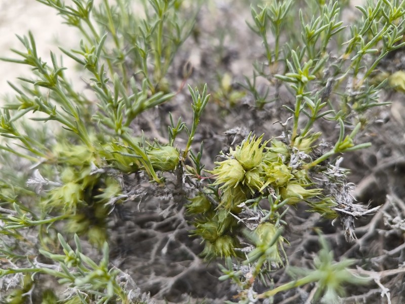 Arthrophytum lehmannianum photo 8