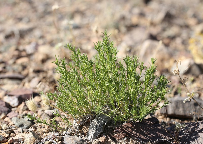 Arthrophytum longibracteatum