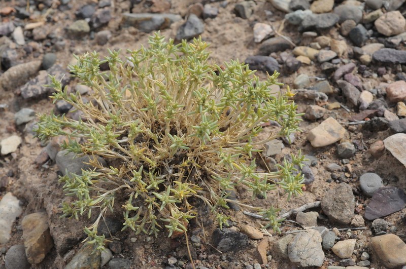 Arthrophytum longibracteatum photo 2