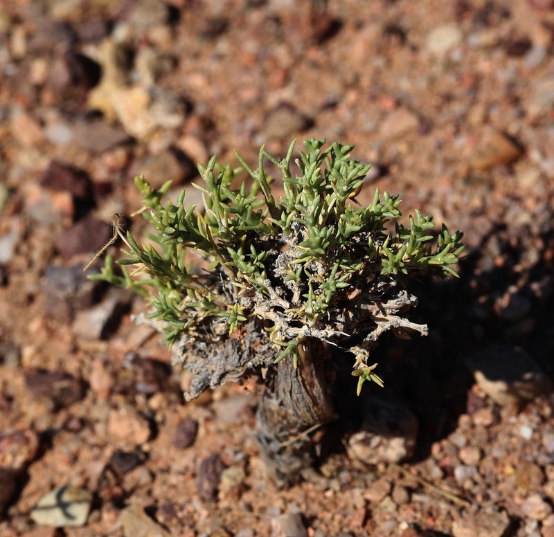 Arthrophytum longibracteatum photo 3