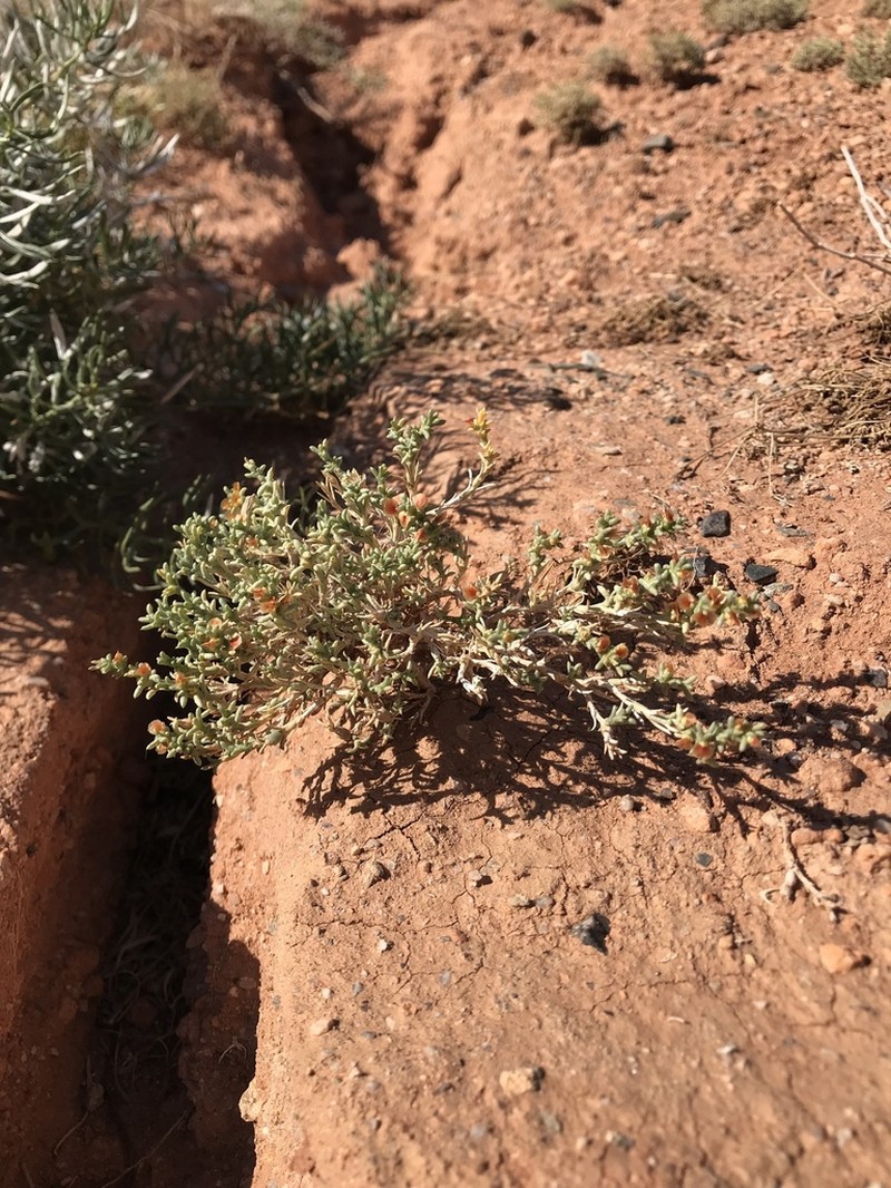Arthrophytum longibracteatum photo 4