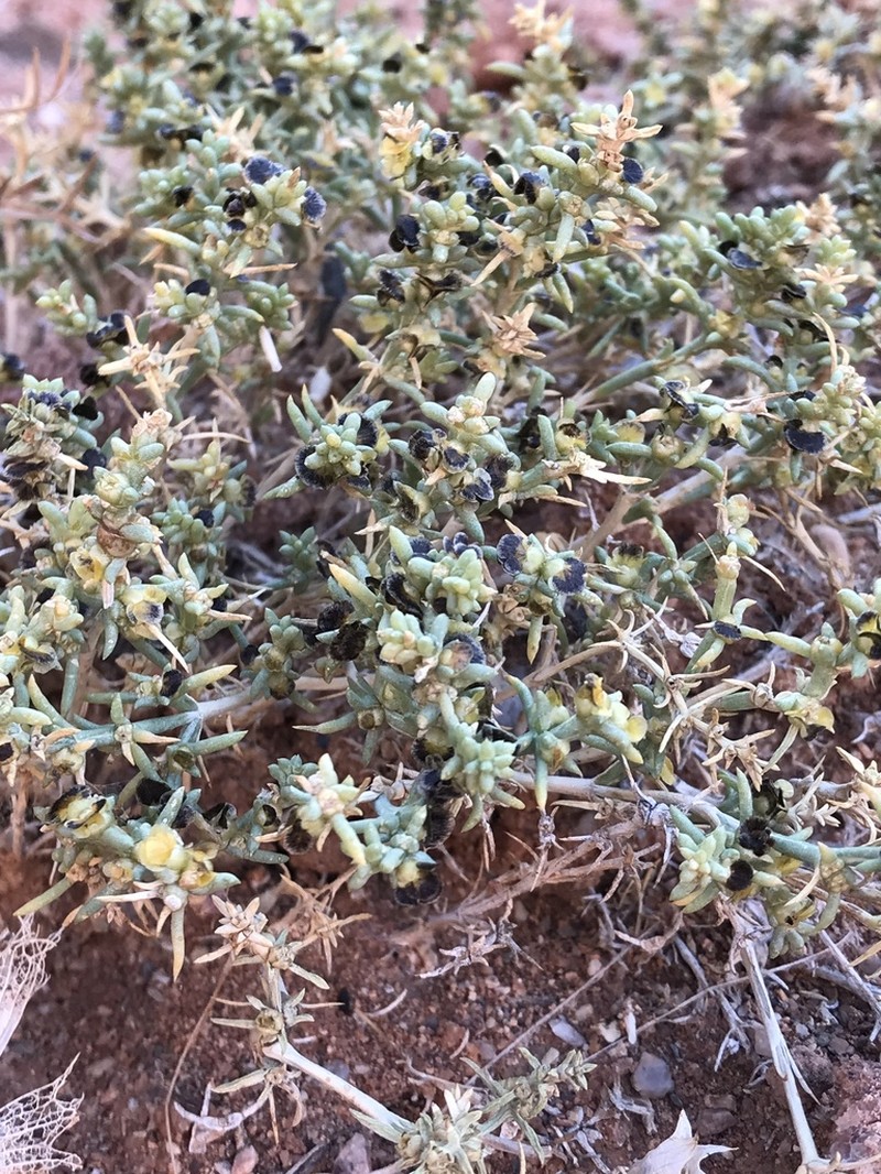 Arthrophytum longibracteatum photo 5