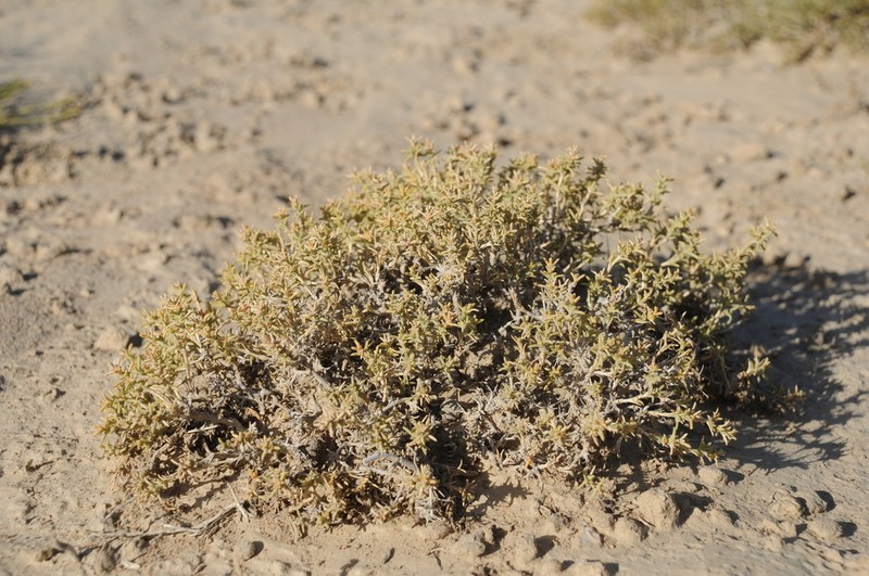 Arthrophytum longibracteatum photo 6
