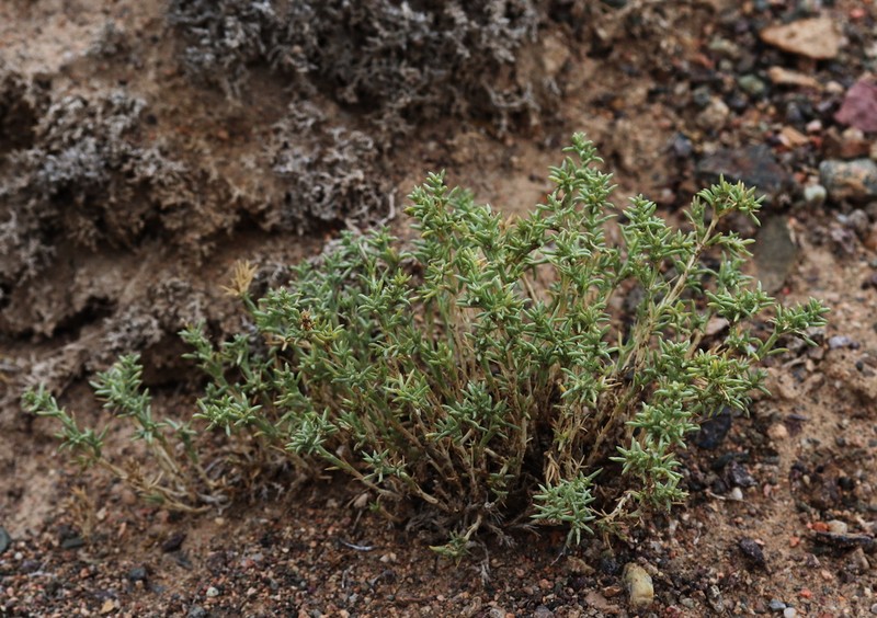 Arthrophytum longibracteatum photo 7
