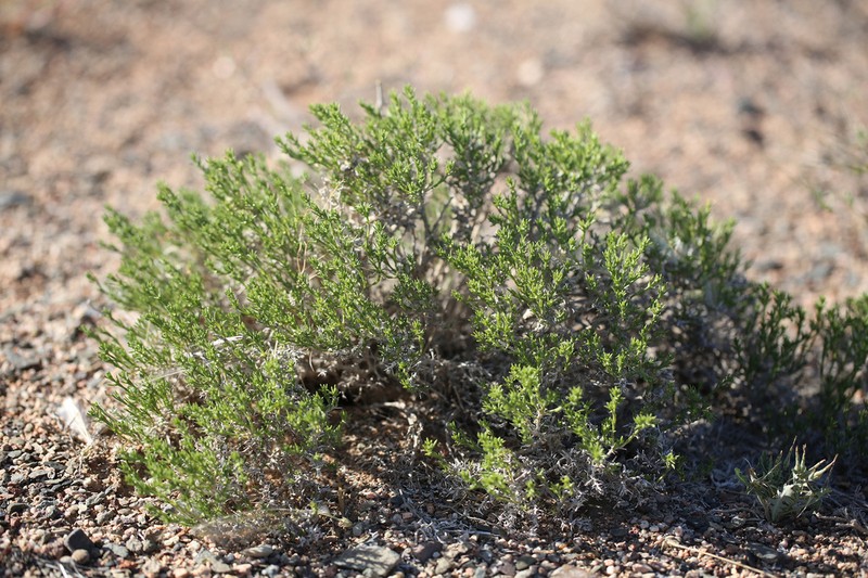 Arthrophytum longibracteatum photo 8