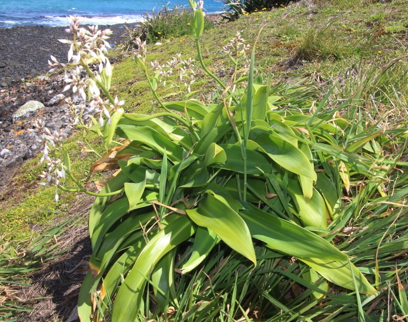 Arthropodium bifurcatum