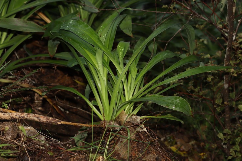 Arthropodium bifurcatum photo 3