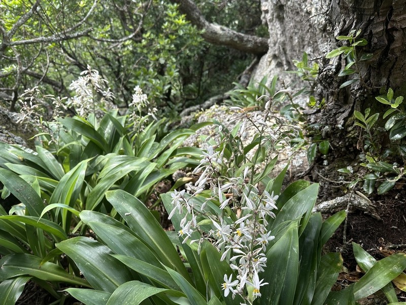Arthropodium bifurcatum photo 4