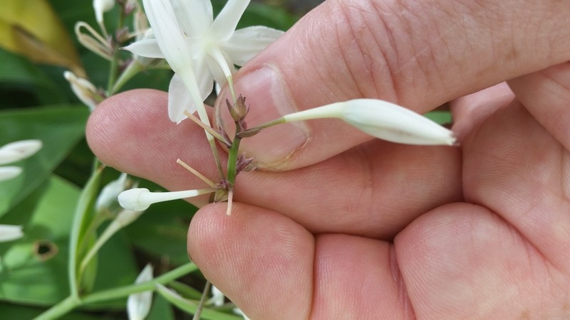Arthropodium bifurcatum photo 8