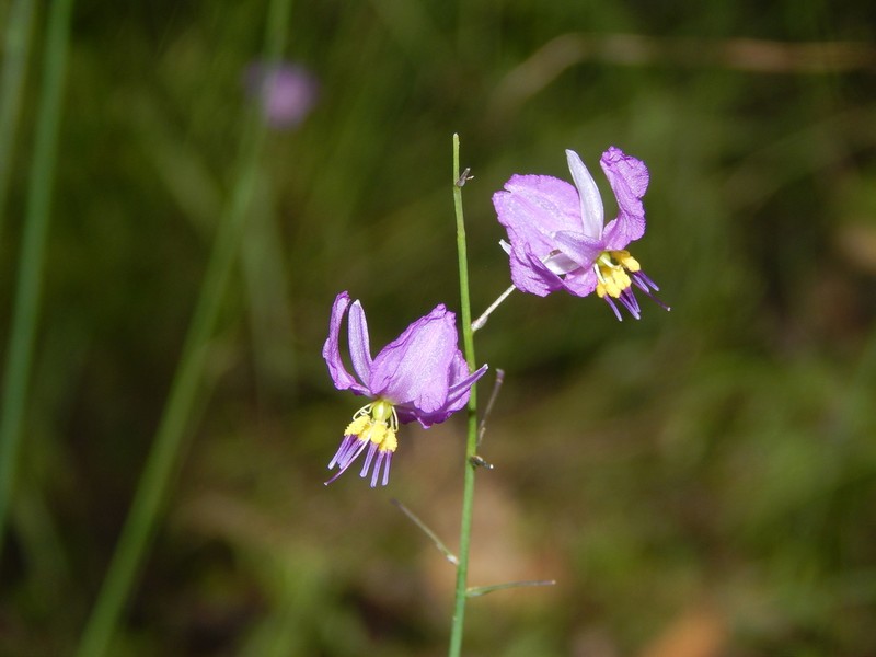 Arthropodium boreale